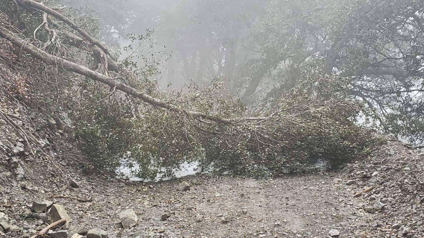 Tree down on Mount Cajon road