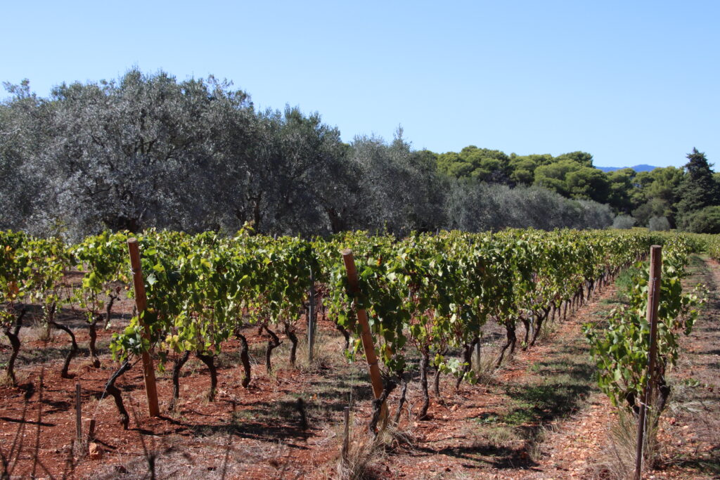 Vinyard on Saint Honorat