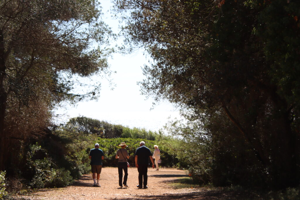 Forest on Saint Honorat